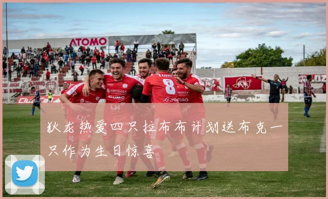 狄龙热爱四只拉布布计划送布克一只作为生日惊喜